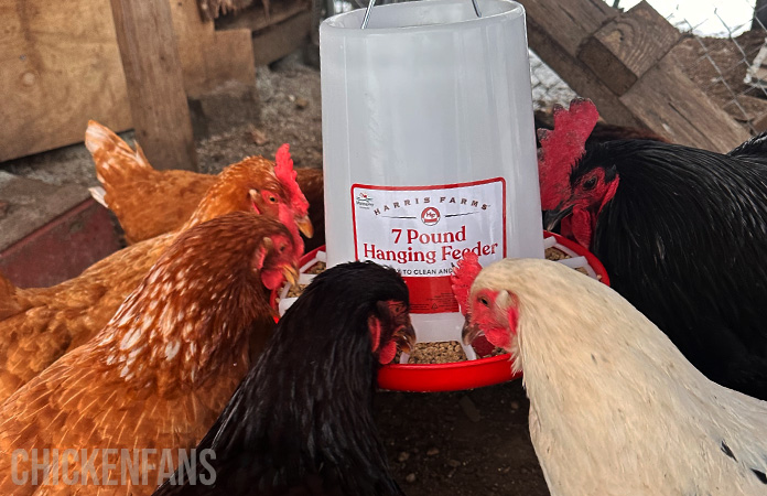 chickens eating from a manna pro harris farm plastic feeder