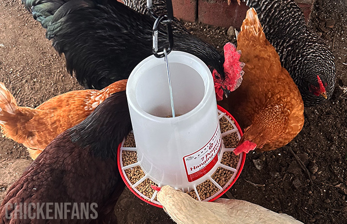 manna pro harris farms feeder with chickens