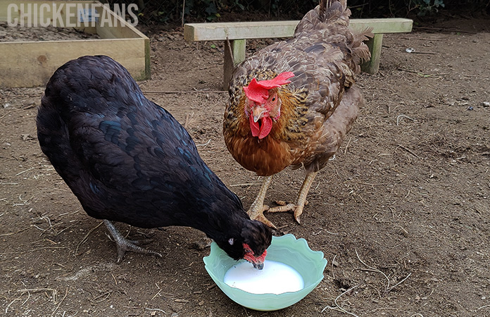 chickens drinking milk