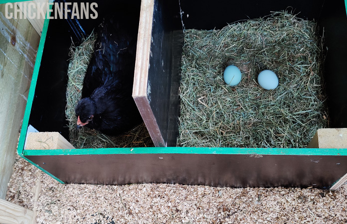 a hen sitting in a nesting box filled with bedding material
