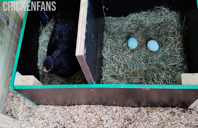 a chicken inside a nesting box