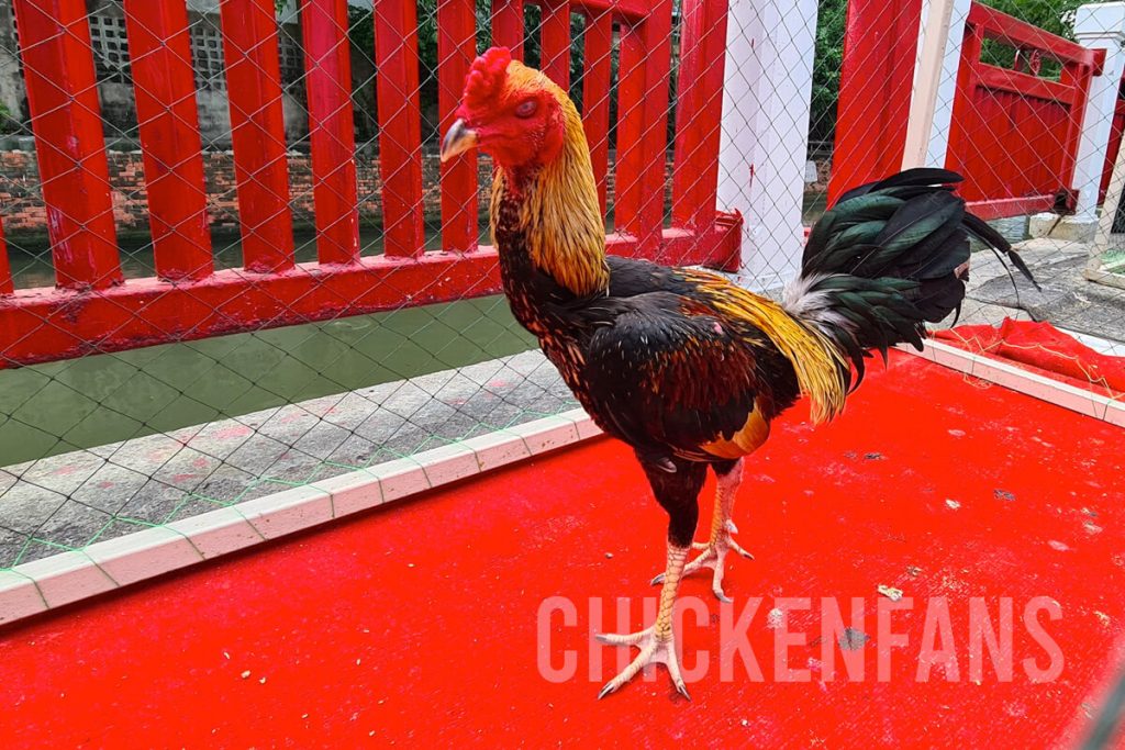 Thai game fowl in an outside pen