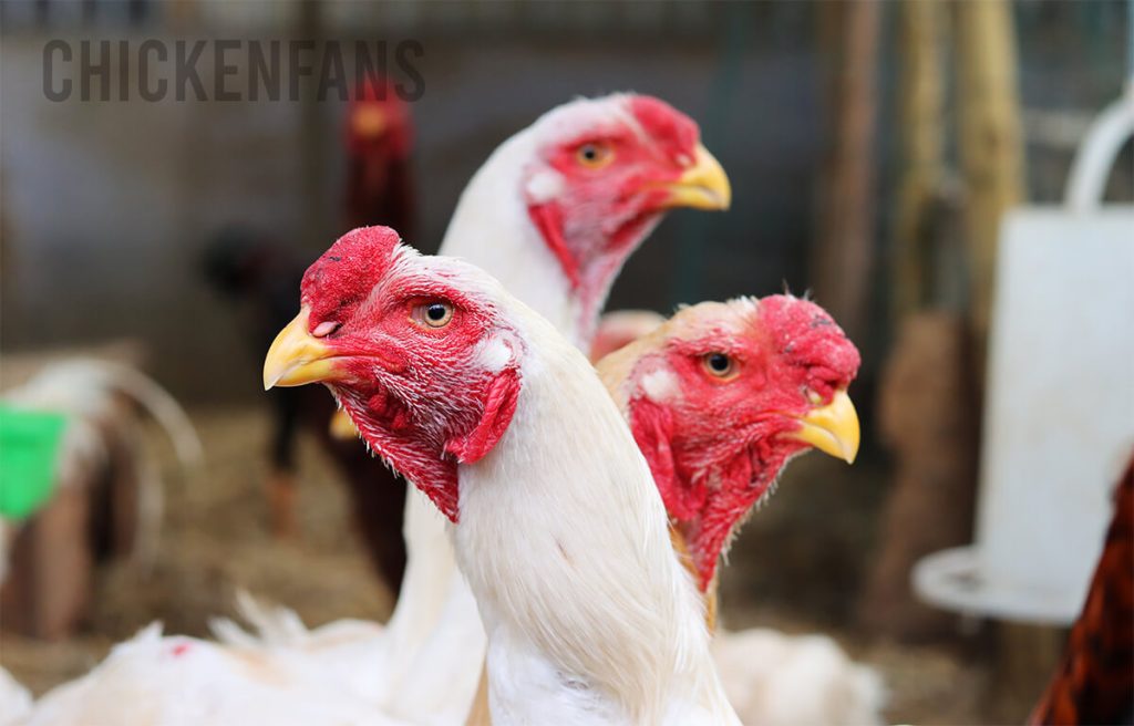 three white malay chickens looking at the camera