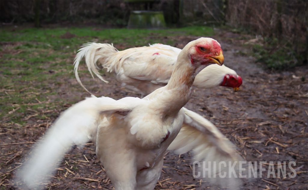 A malay hen and rooster, with the Malay hen attacking the camera with a menacing look and open wings