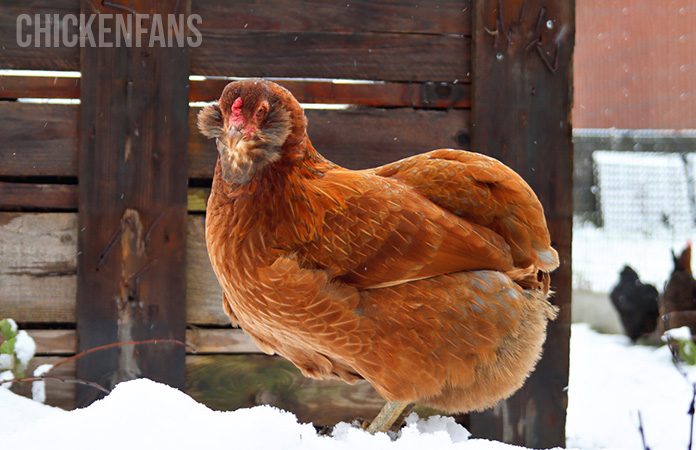 an araucana hen, one of the colored egg chickens