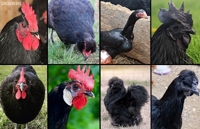 pictures of black chicken breeds
