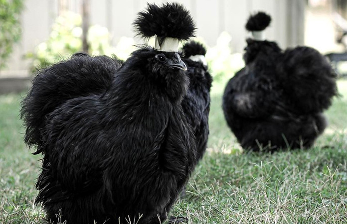two black silkies, a fluffy breed known to be family-friendly