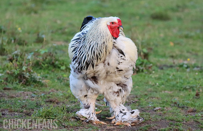 a large weight brahma rooster