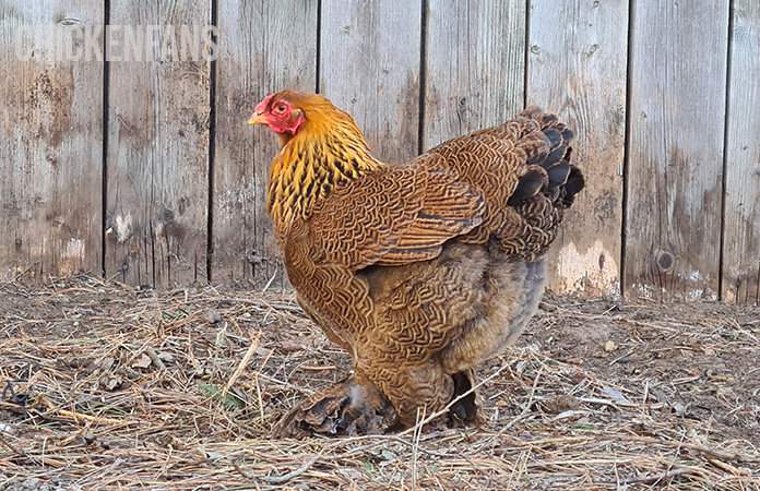 a partridge laced brahma hen