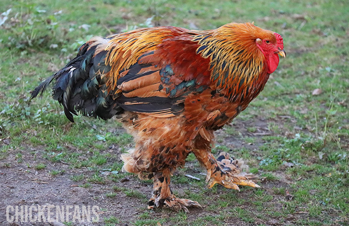 a large brahma rooster