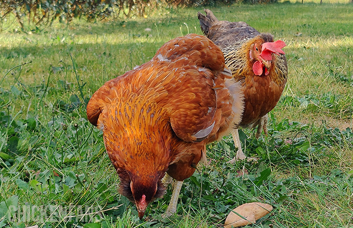 two chickens free ranging in the backyard