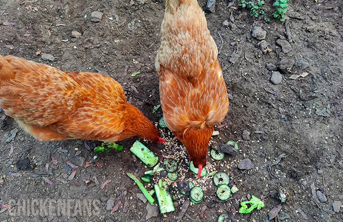 two chickens eating leftover vegetables 