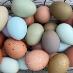 an egg basket filled colorful eggs