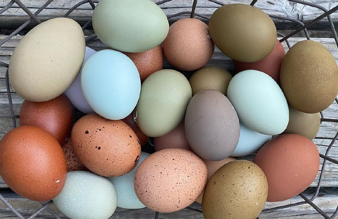 an egg basket filled colorful eggs