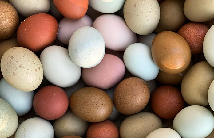 a bunch of colored eggs