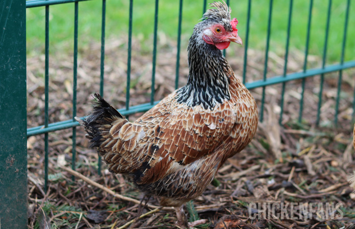 a cream legbar hen, known as a chicken breed that lays colored eggs