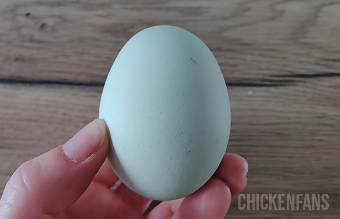 an egg of a cream legbar