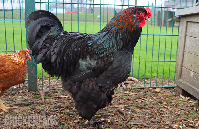 A rooster with a big filled crop