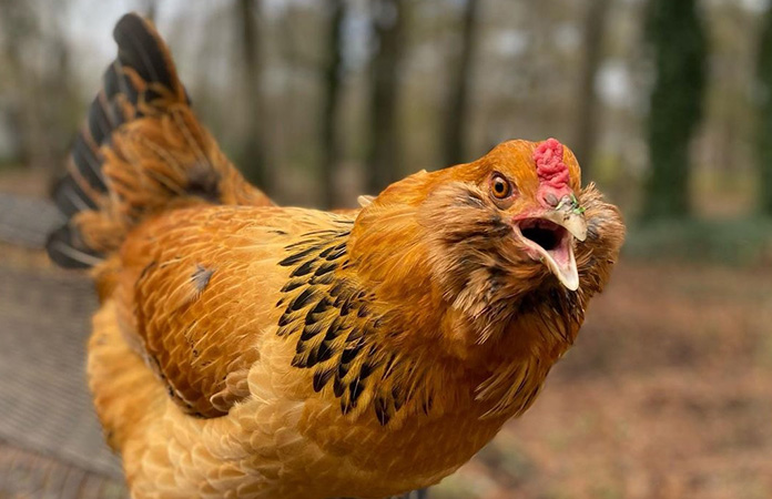 an easter egger chicken