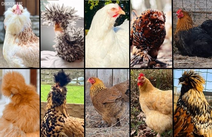 a collage of different fluffy chicken breeds
