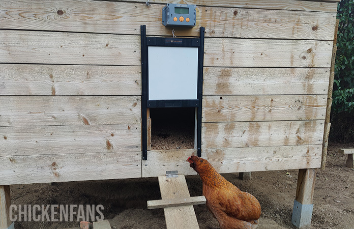 a chicken next to the happy henhouse coop door