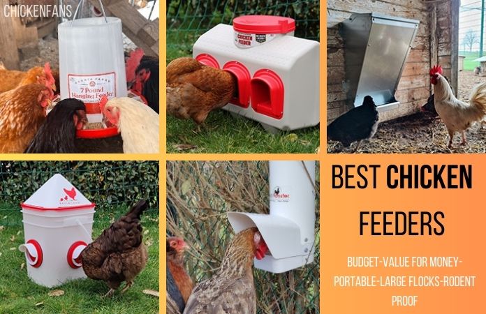 a photo collage of the best chicken feeders