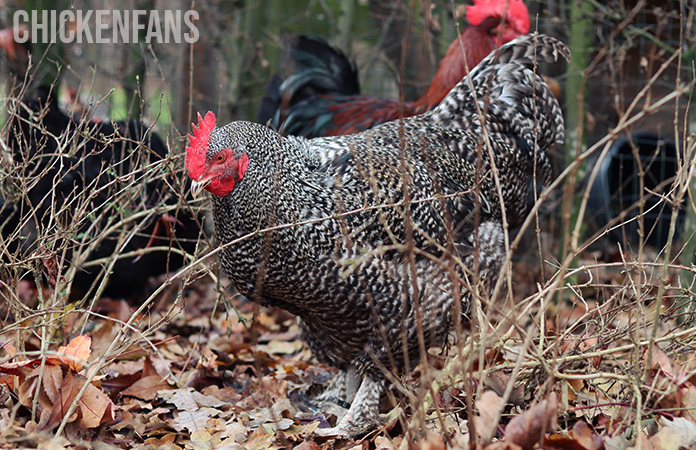 cuckoo malines rooster