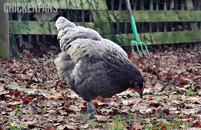 a blue malines chicken