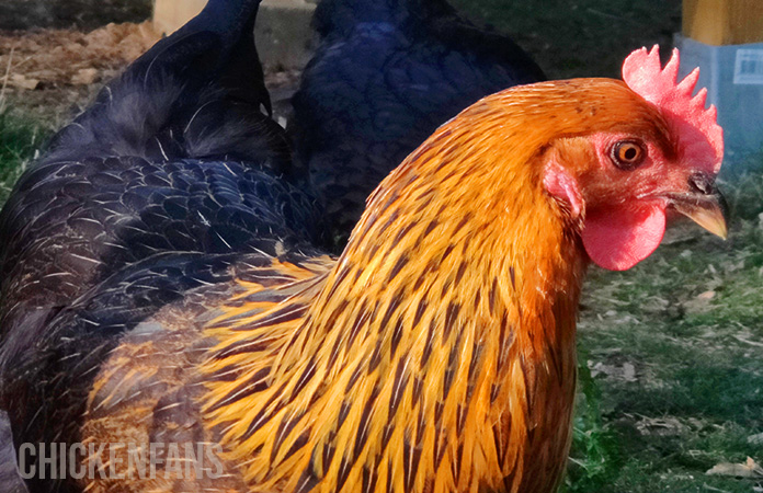 a close up of a marans hen