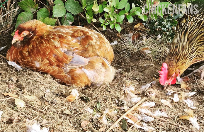 a chicken sitting on the ground during molting. A very unpleasant time for your hens