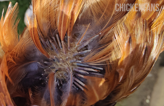 new feathers coming through during molting