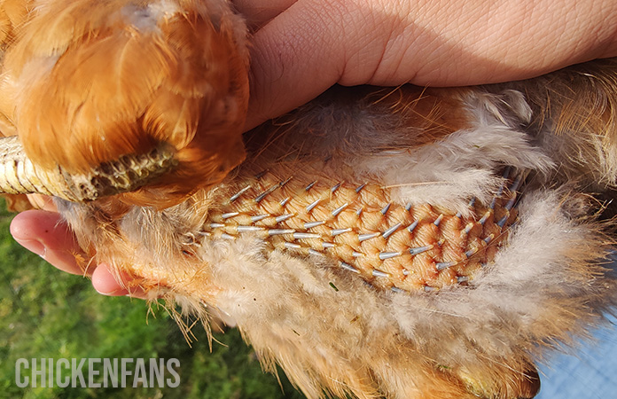 a chicken molting with new feathers coming through
