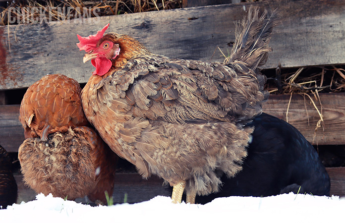 an olive egger chicken one of the colored eggs chickens