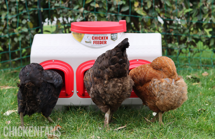 three chickens eating from the overez chicken feeder