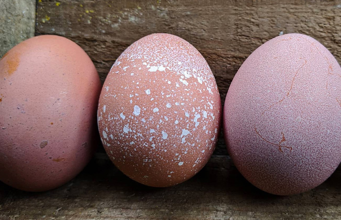 pink chicken eggs