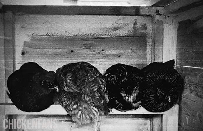 chickens sleeping at night on a roosting bar