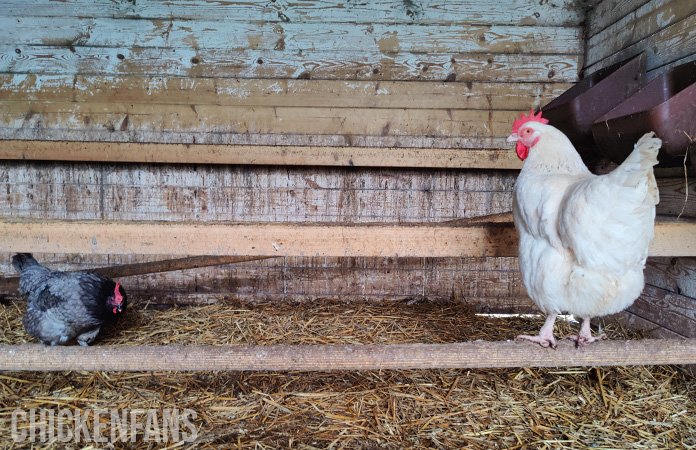 a chicken sitting on a lower roosing bar