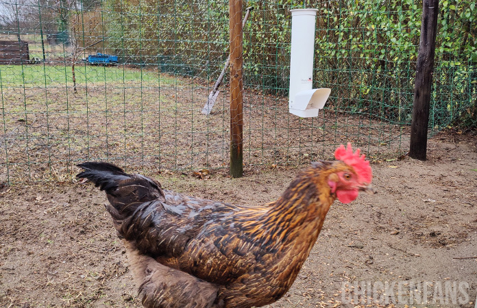royal rooster chicken feeder inside a chicken coop