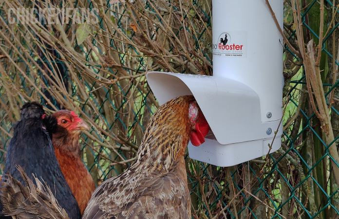 a chicken eating from the royal rooster feede, voted our best rodent proof chicken feeder