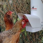 two chickens using the royal rooster chicken feeder
