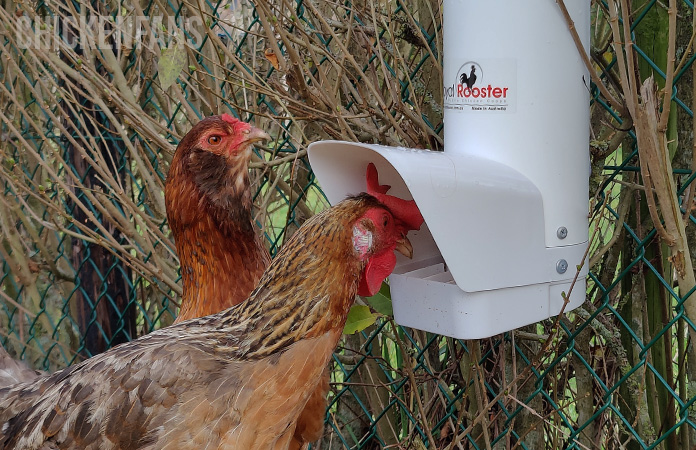 two chickens using the royal rooster chicken feeder