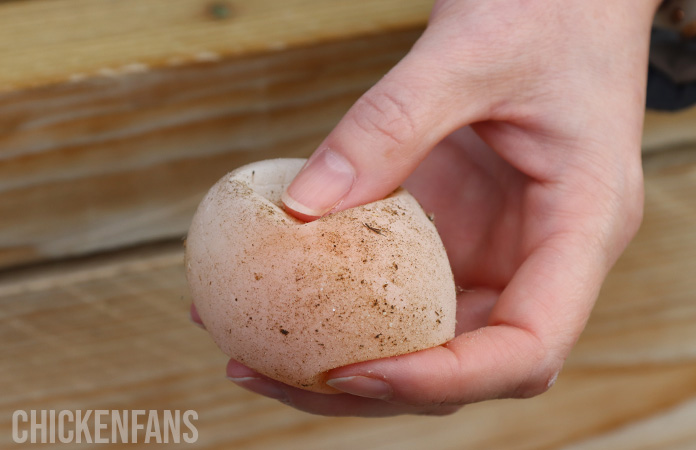 A person holding a soft shelled egg, clearly showing the softness of the shell