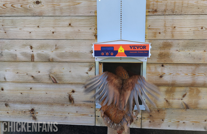 a chicken jumping in the chicken coop