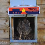 a chicken walking through the vevor coop door