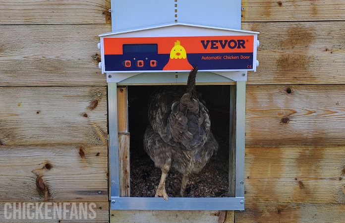 a chicken walking through the vevor coop door