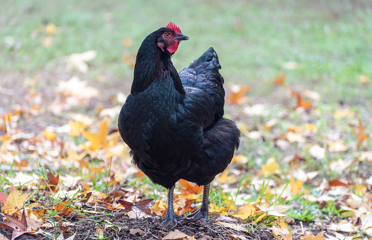 black australorp hen