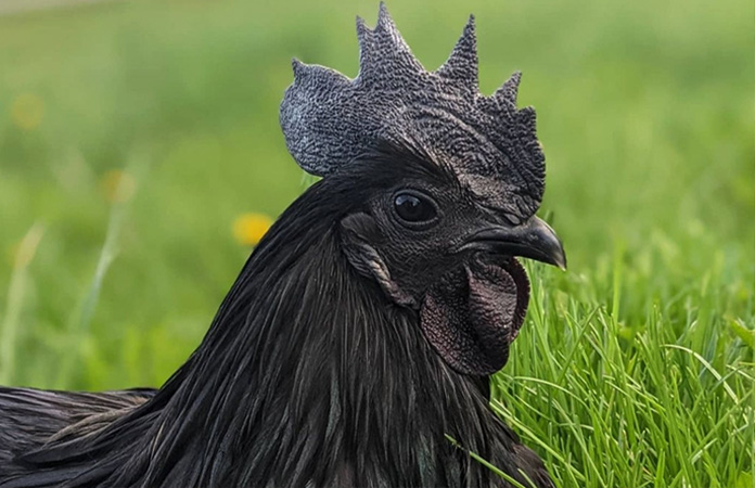 a close up of an ayam cemani chicken, the most famous black chicken breed