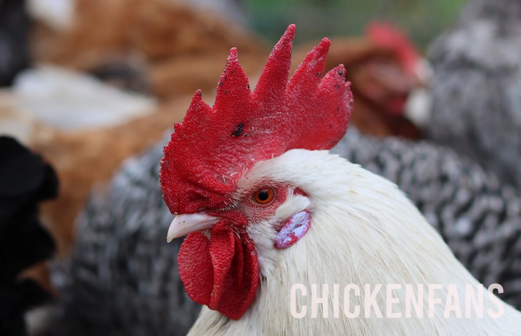 Black spots on a white chicken's comb, showing congealed blood on several parts of the comb