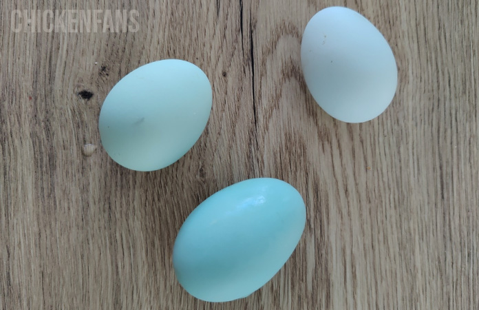 bleu araucana eggs
