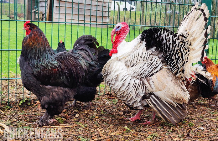 A Brahma roo next to a turkey to compare size